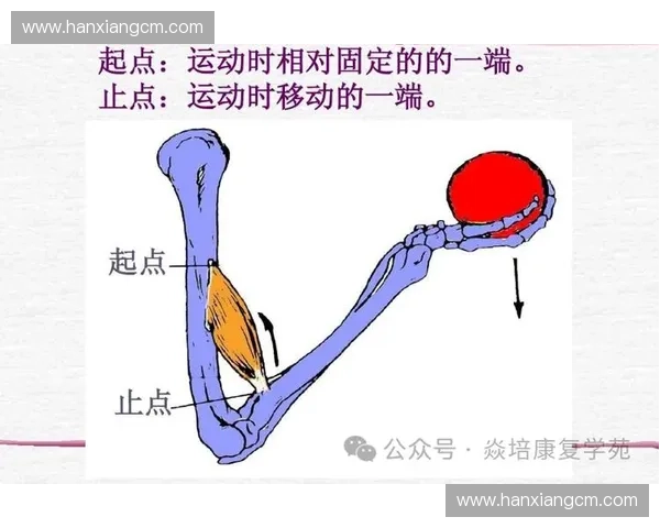 探索运动脉络的奥秘：从肌肉到神经系统的协同作用与健康促进之道